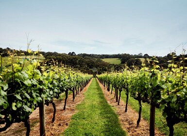 Mornington Peninsula: 3-Hour Wine Discovery and Tasting