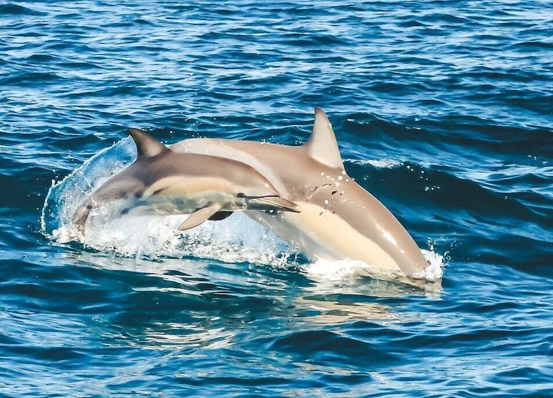 Picture 8 for Activity Byron Bay: Cruise with Dolphins Tour