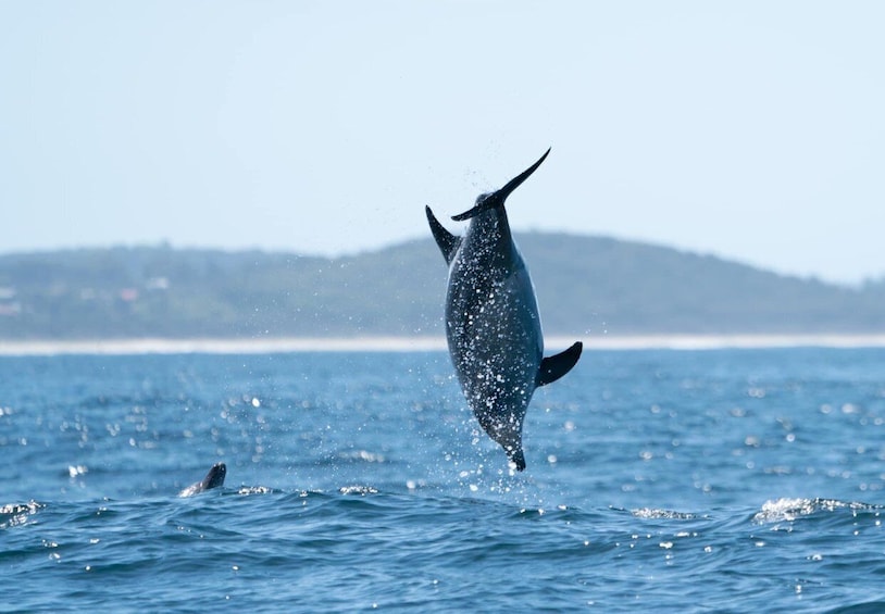 Picture 14 for Activity Byron Bay: Cruise with Dolphins Tour