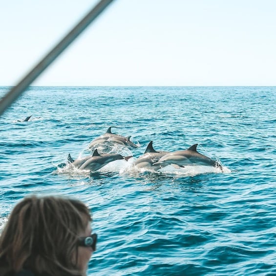 Picture 1 for Activity Byron Bay: Cruise with Dolphins Tour