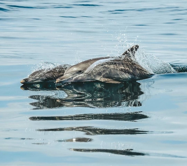 Picture 11 for Activity Byron Bay: Cruise with Dolphins Tour