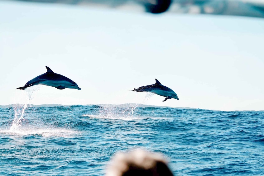 Byron Bay: Cruise with Dolphins Tour