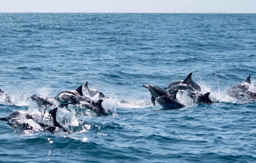 Picture 5 for Activity Byron Bay: Cruise with Dolphins Tour