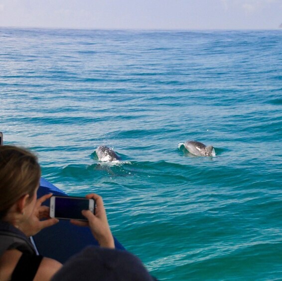 Picture 16 for Activity Byron Bay: Cruise with Dolphins Tour