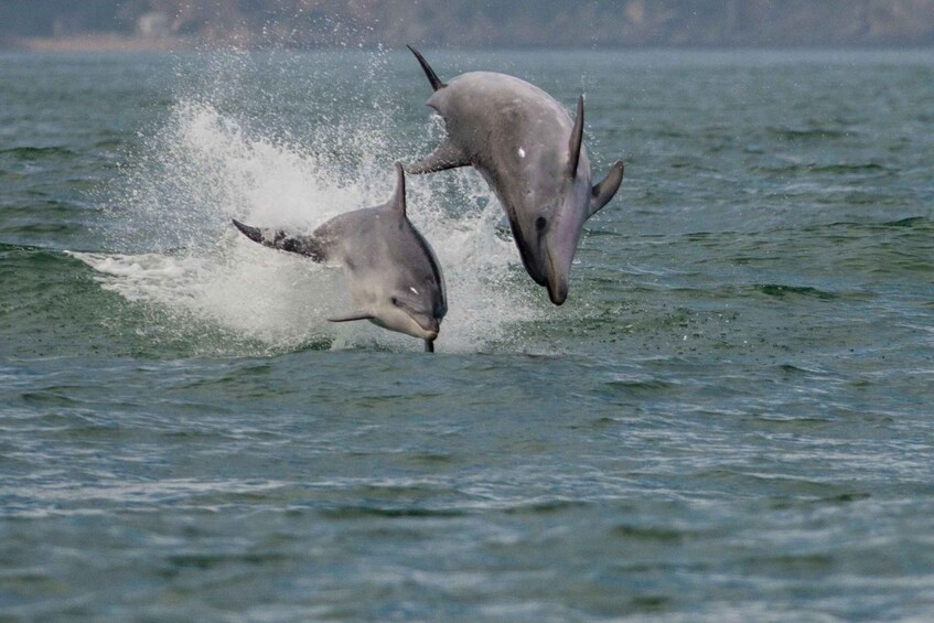 Picture 5 for Activity Setubal & Tróia: Sado Estuary Dolphin Watching Boat Trip