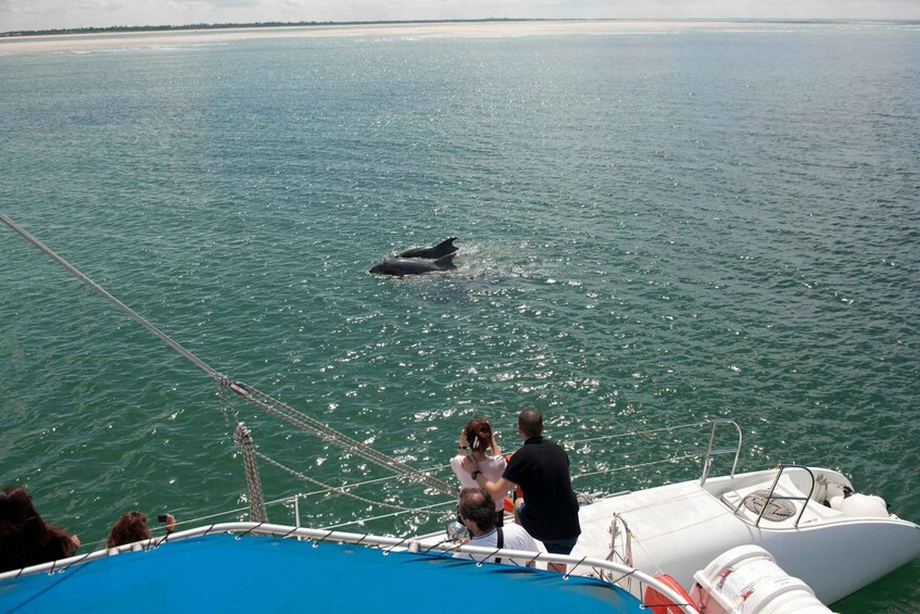 Setubal & Tróia: Sado Estuary Dolphin Watching Boat Trip