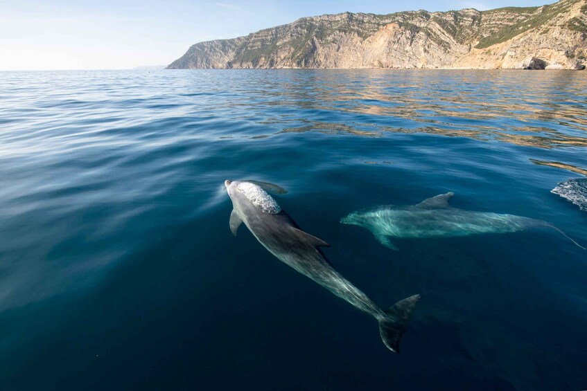 Picture 4 for Activity Setubal & Tróia: Sado Estuary Dolphin Watching Boat Trip