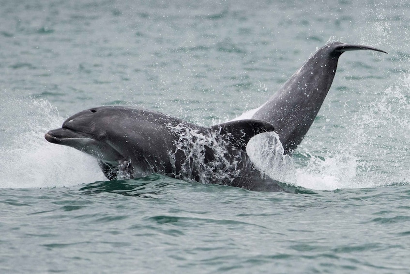 Picture 3 for Activity Setubal & Tróia: Sado Estuary Dolphin Watching Boat Trip