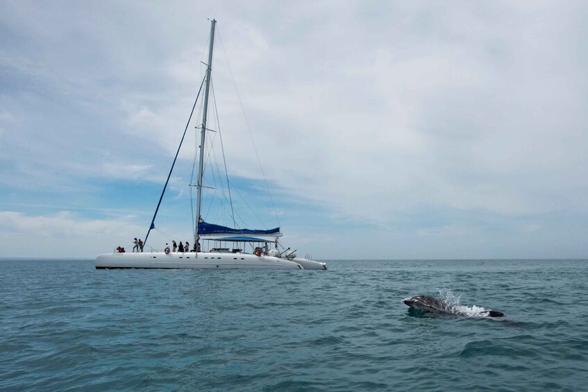 Picture 2 for Activity Setubal & Tróia: Sado Estuary Dolphin Watching Boat Trip