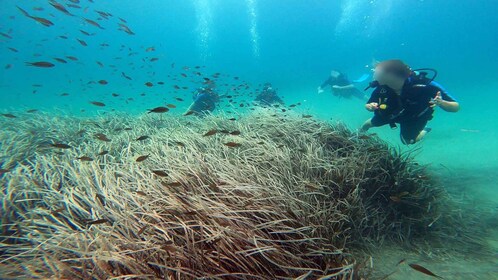 Côte Est d'Athènes : Découvrez la plongée sous-marine à Nea Makri