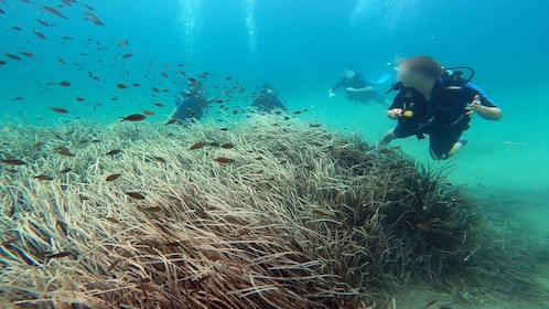 雅典東海岸：在 Nea Makri 體驗水肺潛水
