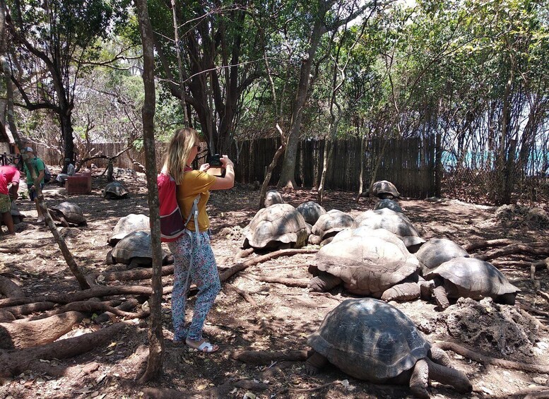 Picture 10 for Activity From Zanzibar: Half-Day Prison Island Tour