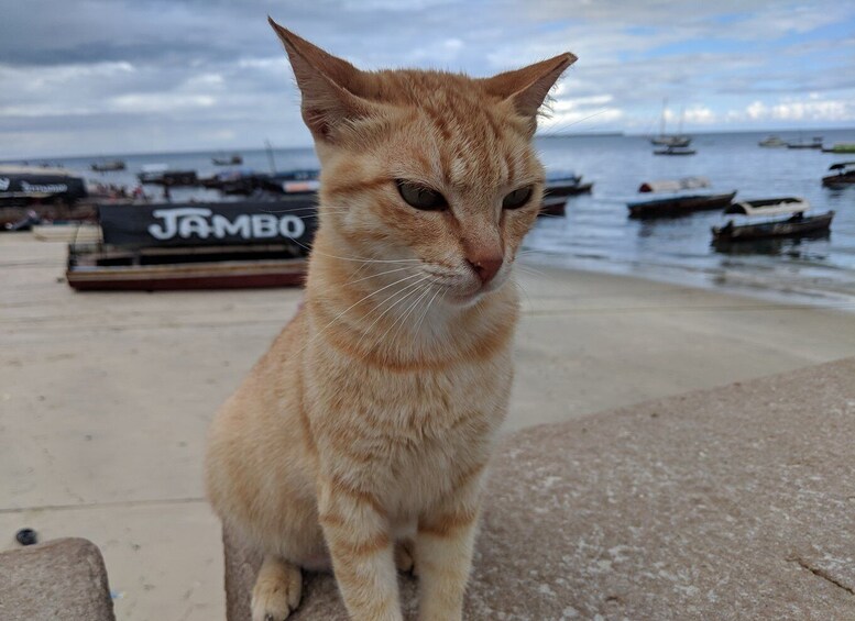 Picture 7 for Activity From Zanzibar: Half-Day Prison Island Tour