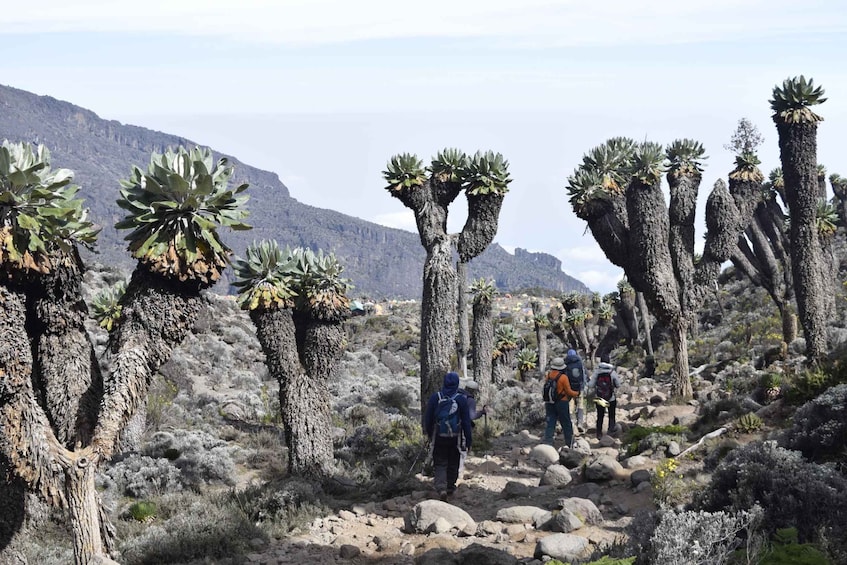 Picture 7 for Activity Kilimanjaro Climb - Rongai 6 Days 5 Nights