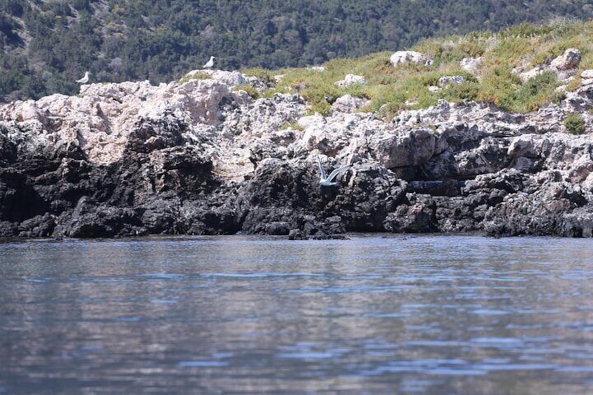 3-hour Blue Lagoon Trip with live guitarist departing from Latchi Harbour