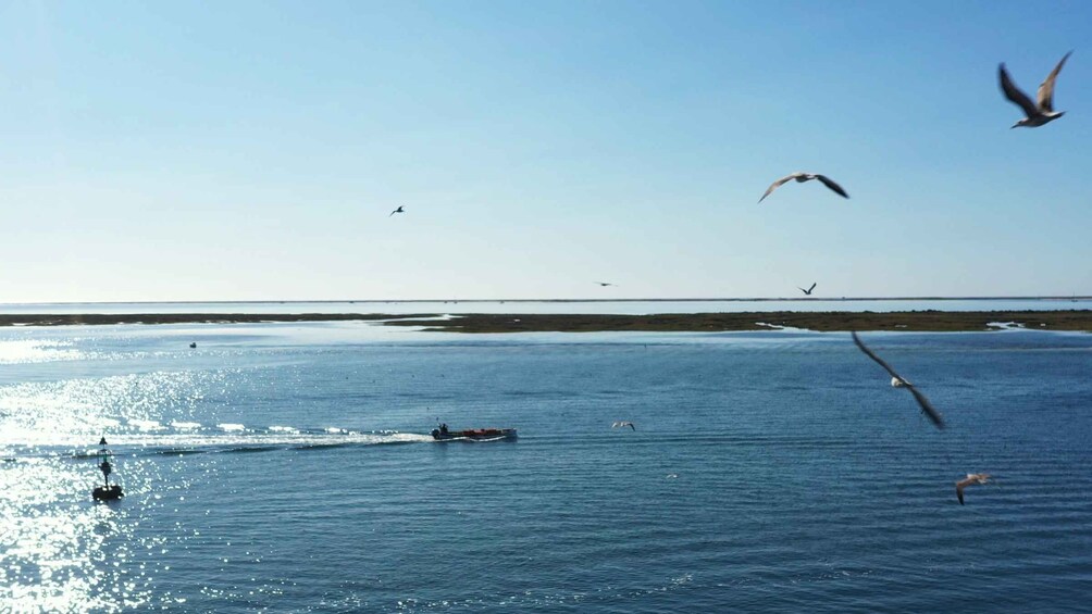 Picture 17 for Activity From Olhão: Ria Formosa 3-Island Full-Day Tour