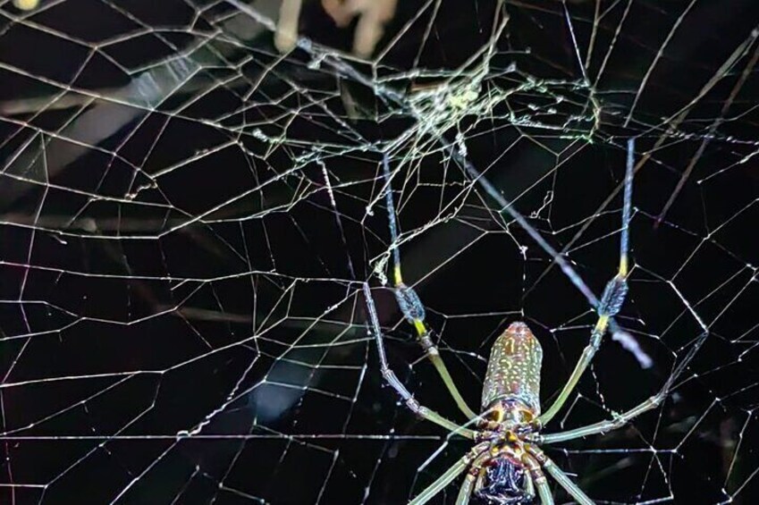 Night life adventure in the Manzanillo Refuge