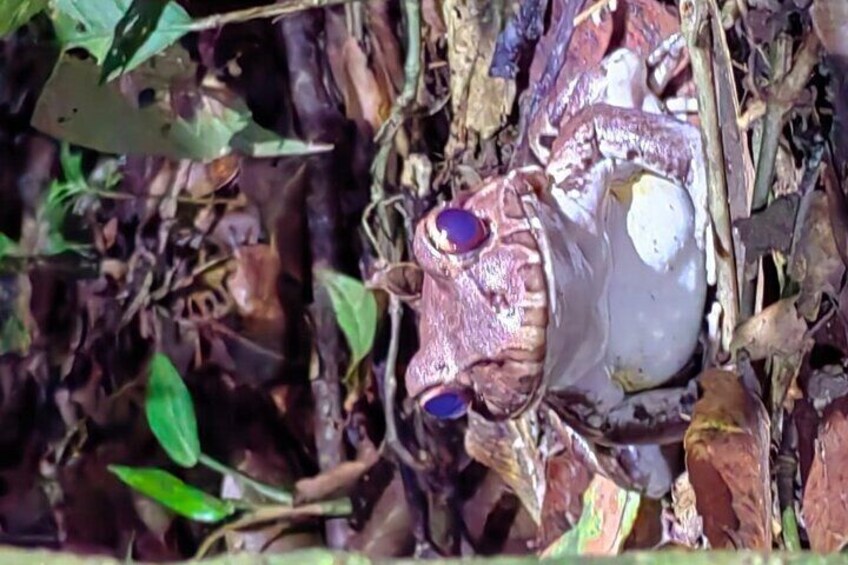 Night life adventure in the Manzanillo Refuge