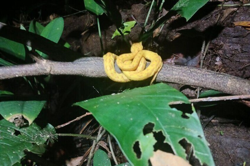 Private night adventure in Manzanillo refuge