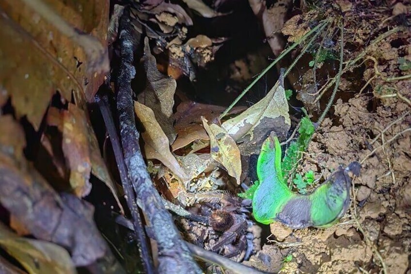 Night life adventure in the Manzanillo Refuge