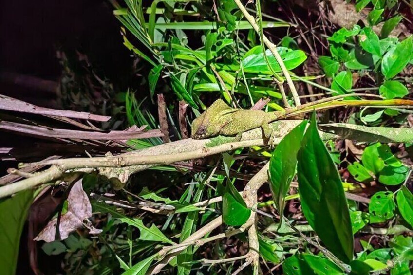 Night life adventure in the Manzanillo Refuge