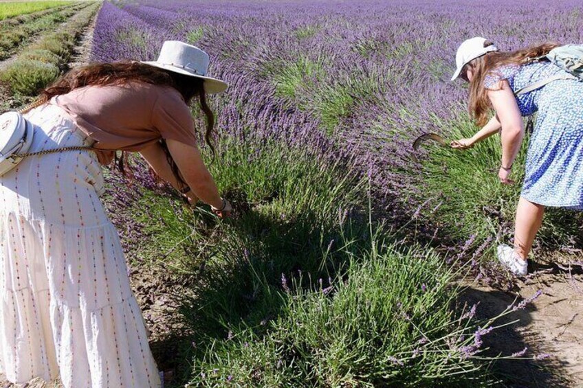 Picking and distillation workshops