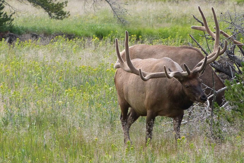 Picture 4 for Activity From Jackson: Yellowstone National Park Day Trip with Lunch