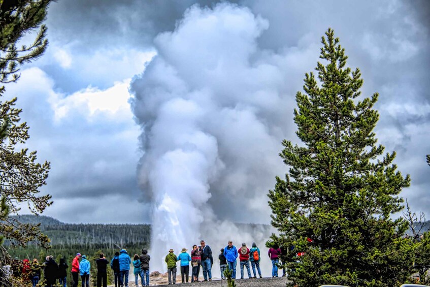 Picture 8 for Activity From Jackson: Yellowstone National Park Day Trip with Lunch