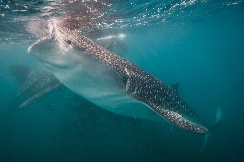 Feeding whale sharks