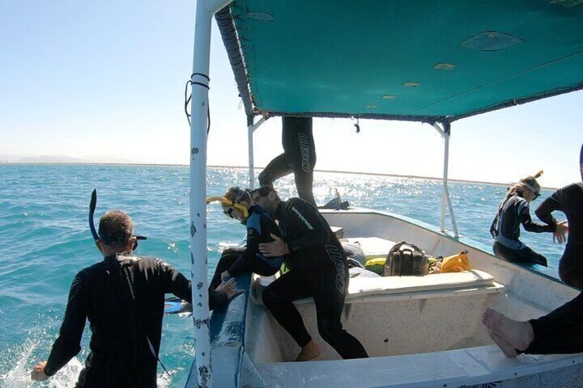 Whale shark time