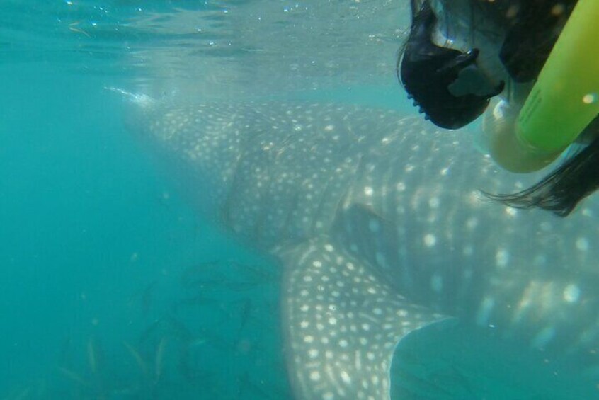 Swimming with whale sharks