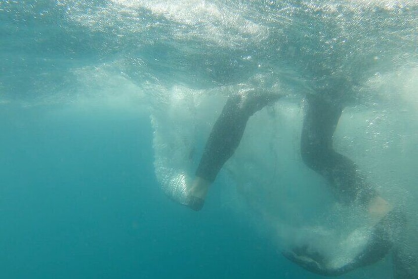 Whale shark time