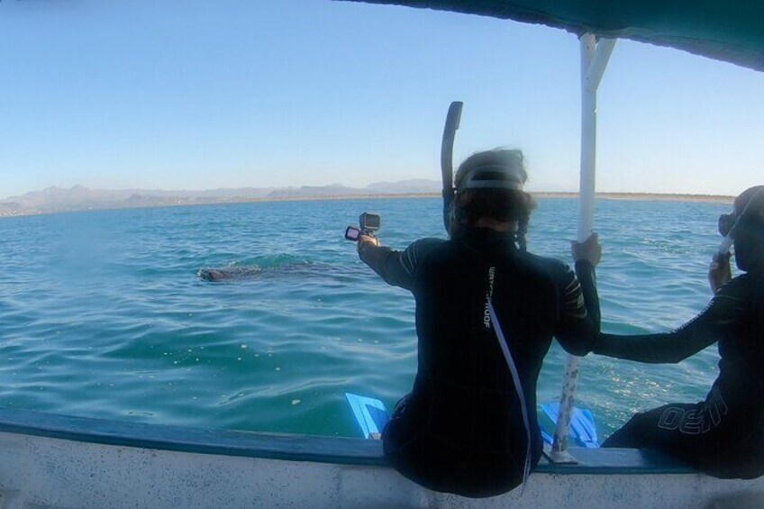 Ready to swim with whale sharks