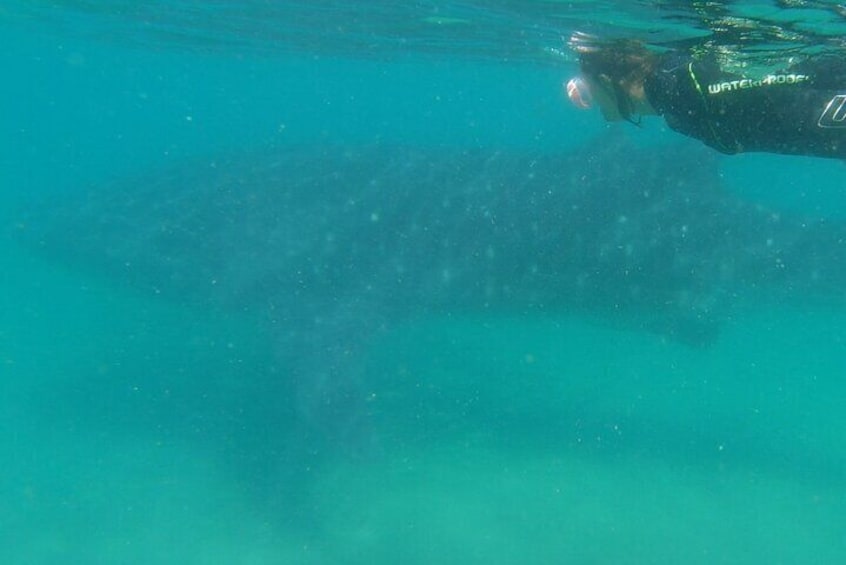 Swimming with whale sharks