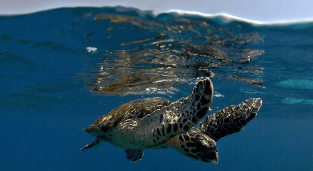 Picture 2 for Activity Byron Bay: Snorkelling tour at Nguthungulli Julian Rocks