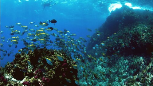 Byron Bay: Snorkelling tour at Nguthungulli Julian Rocks