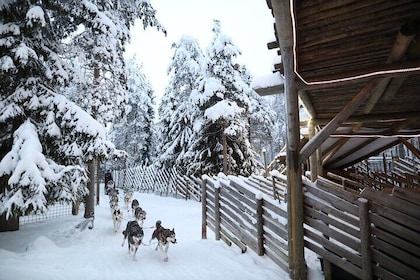 Santa Claus Village, Husky and Reindeers Combo Safari