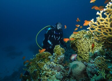 Tenerife: Full-Day The Best Dives for Certified Divers