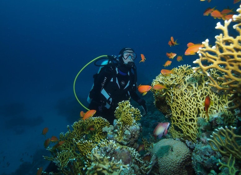 Tenerife: Full-Day The Best Dives for Certified Divers