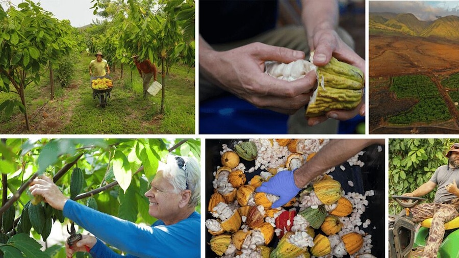 Lahaina: Maui Ku'ia Estate Guided Cacao Farm Tour & Tasting