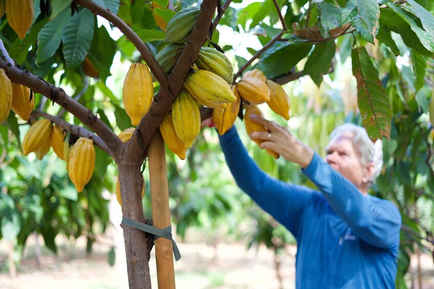 Picture 2 for Activity Lahaina: Maui Ku'ia Estate Guided Cacao Farm Tour & Tasting