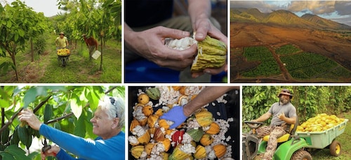 Lahaina: Maui Ku'ia Estate Guided Cacao Farm Tour & Tasting