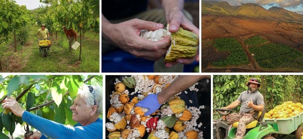 Lahaina: Maui Ku'ia Estate Guided Cacao Farm Tour & Tasting