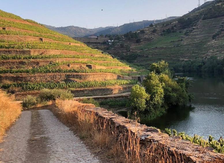 Picture 9 for Activity Douro Valley: Winery Tour at Quinta do Tedo and Tastings
