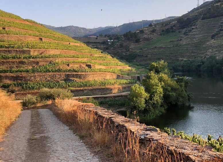 Picture 4 for Activity Douro Valley: Winery Tour at Quinta do Tedo and Tastings