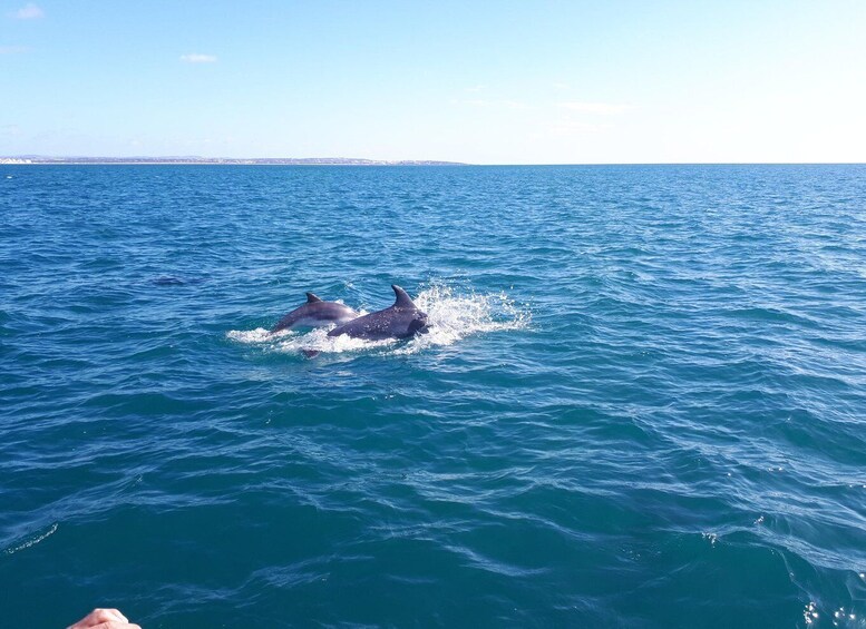 Picture 11 for Activity Algarve: Boat Trip to the Caves of Benagil