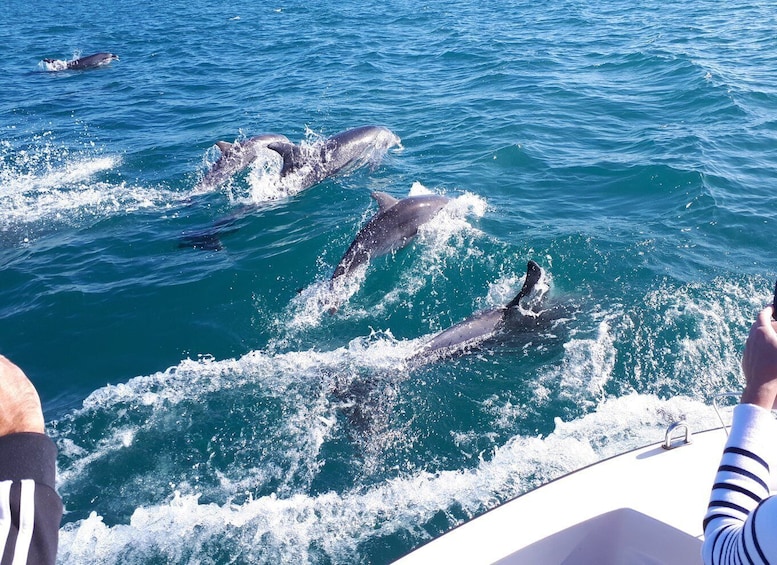 Picture 2 for Activity Algarve: Boat Trip to the Caves of Benagil