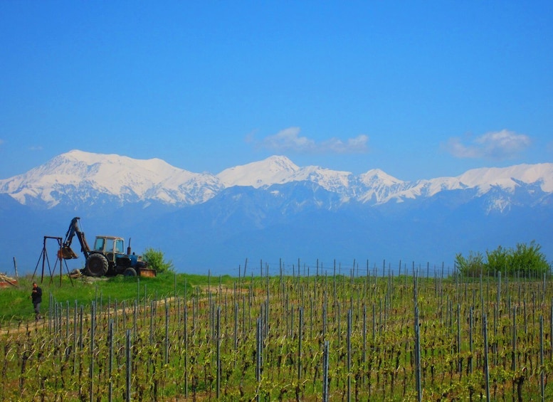 Baku: Qabala Winery Tour with Local Lunch