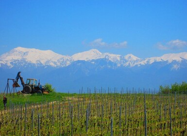 Bakou : Visite du vignoble de Qabala avec déjeuner local