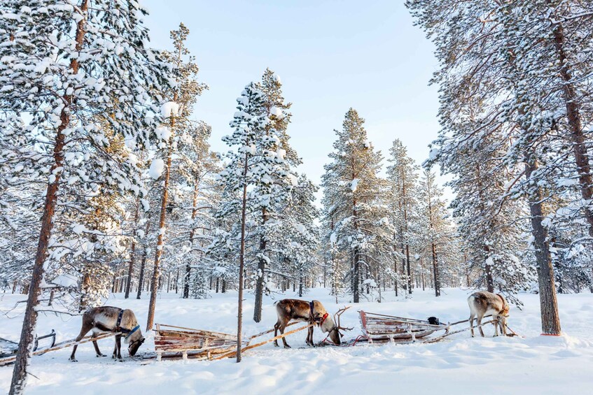 Picture 6 for Activity Rovaniemi: Husky Park and Reindeer Farm Combo